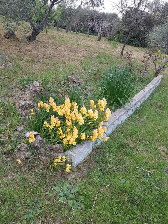 Villa Ulivella Schifoni Exteriér fotografie